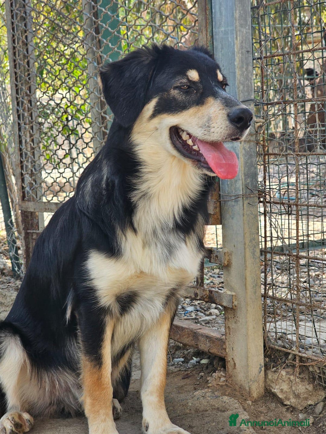 Meticcio cani in regalo: ASTRO  - Immagine 5