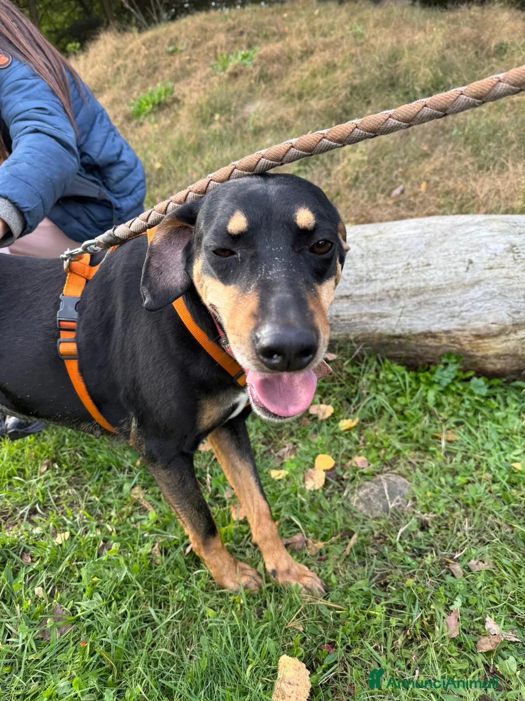 Segugio cani in regalo: SKYLAR, una splendida mix segugio a Città metropolitana di Milano - Annuncio 2