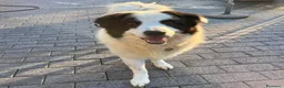 Meticcio cani in regalo: SIMBA ASPETTA SEMPRE UNA FAMIGLIA - Annuncio 1