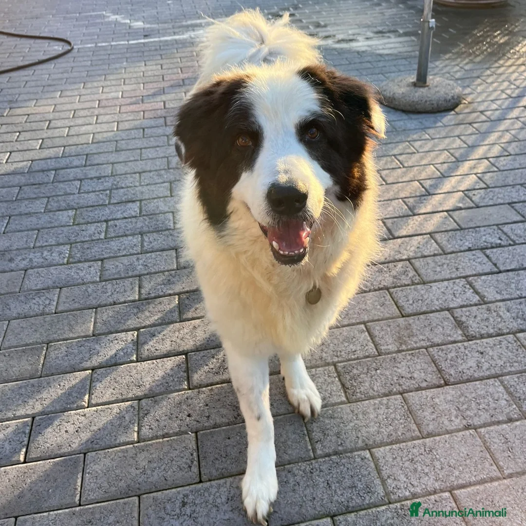 Meticcio cani in regalo: SIMBA ASPETTA SEMPRE UNA FAMIGLIA - Annuncio 1