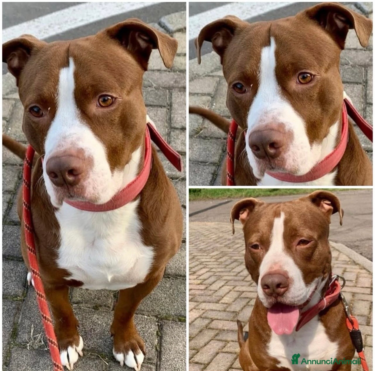 American Staffordshire cani Liam dolcissimo amstaff cerca casa - Annuncio 34