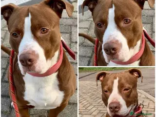American Staffordshire cani Liam dolcissimo amstaff cerca casa - Annuncio 34
