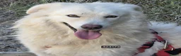 Meticcio cani in regalo: Cucciola - Annuncio 1