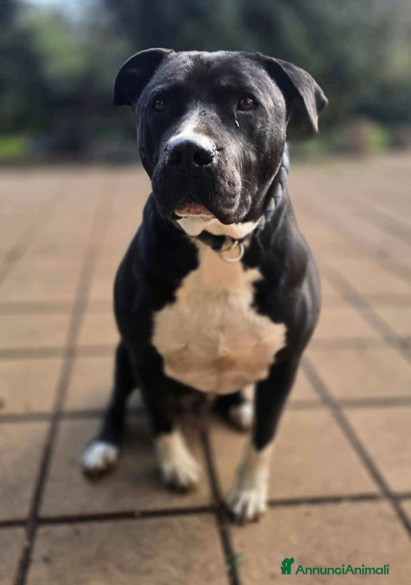 Pitbull cani ADOZ.DEL💔:ultima immagine di cane libero!!! - Annuncio 29