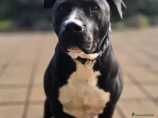 Pitbull cani ADOZ.DEL💔:ultima immagine di cane libero!!! - Annuncio 29
