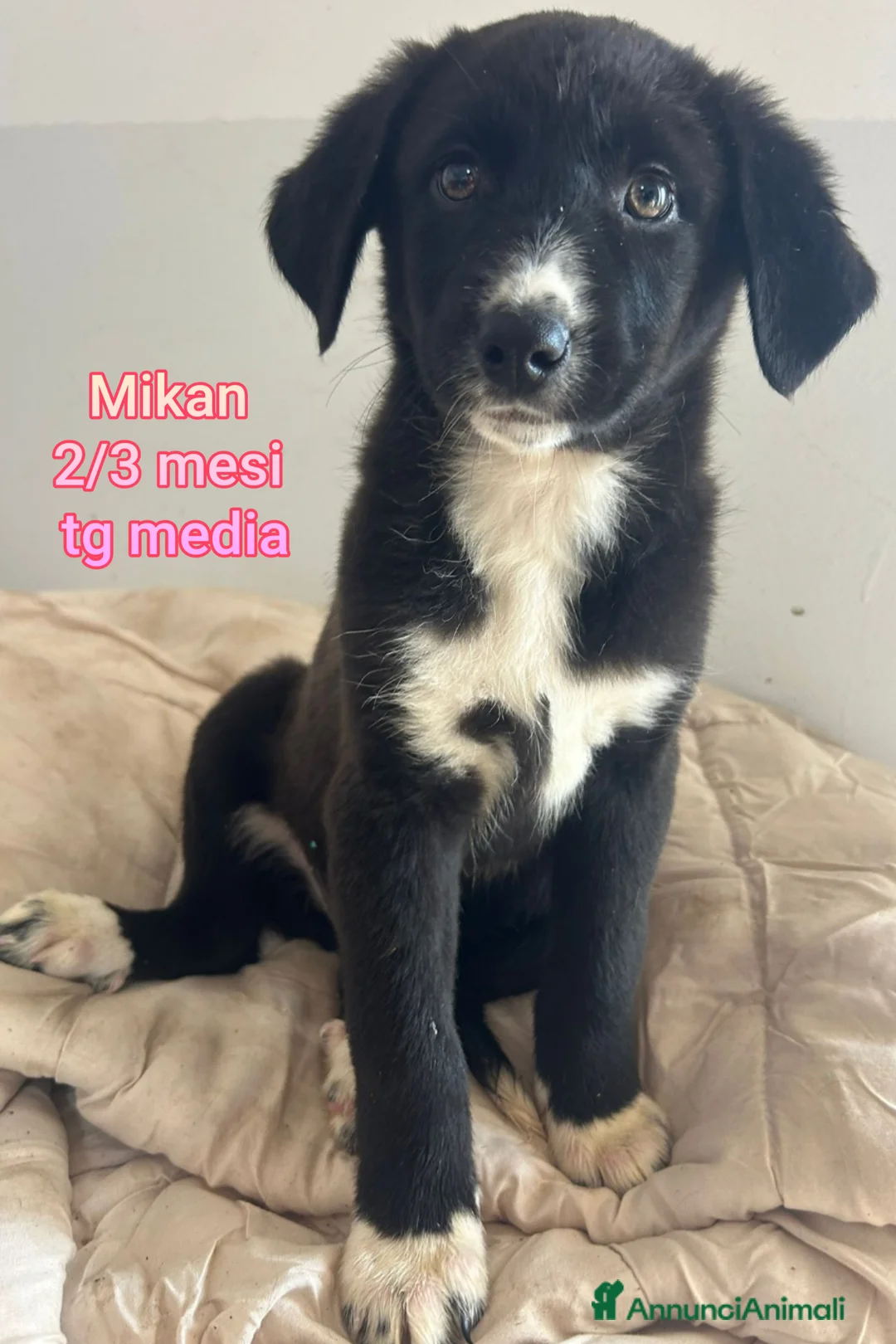 Meticcio cani in regalo: TANTI CUCCIOLI SOLI  - Annuncio 9