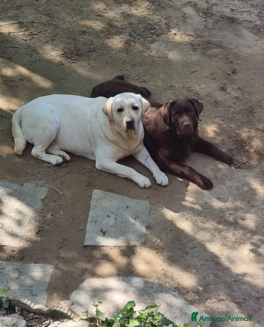 Labrador cani in vendita: Cuccioli di labrador  - Annuncio 2