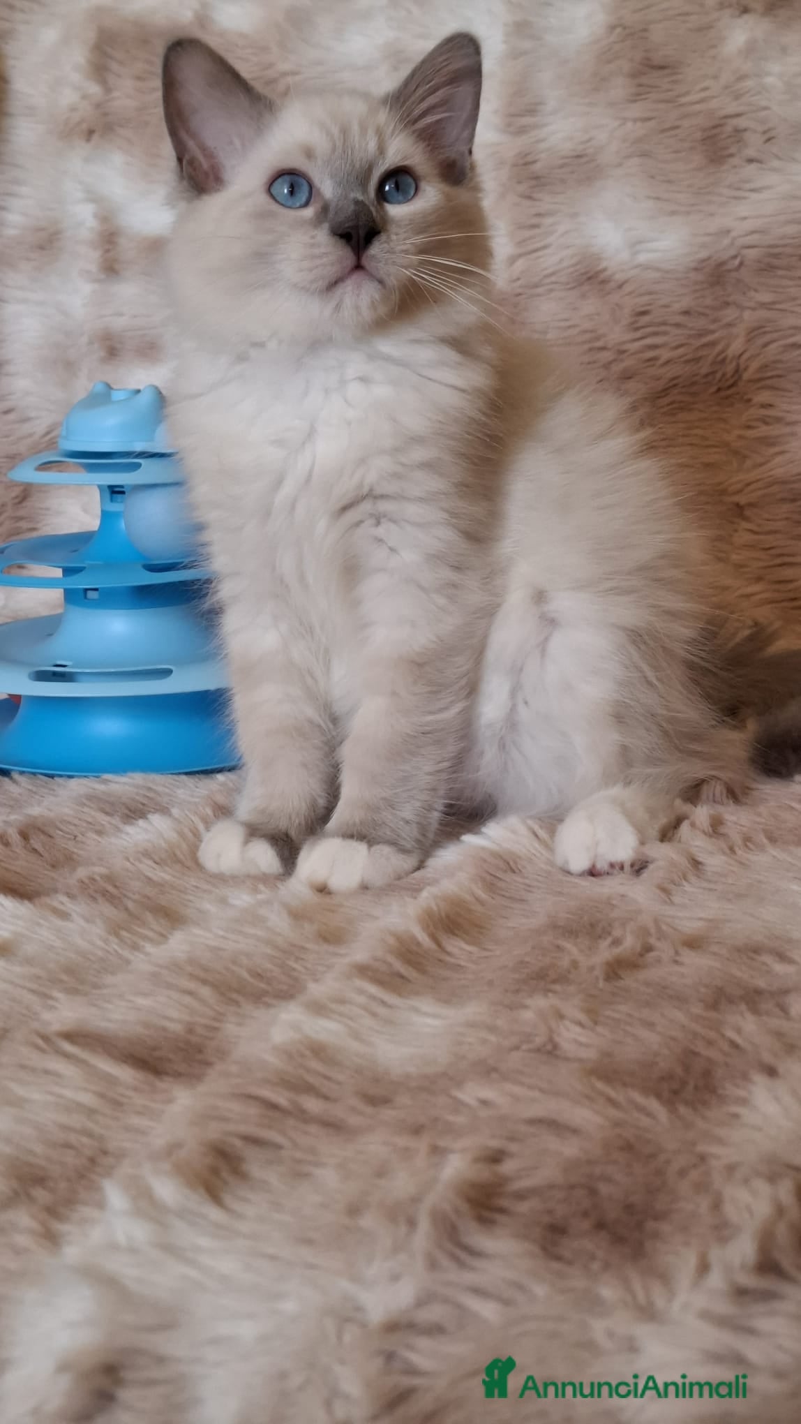 Ragdoll gatti Ragdoll con Pedigree  - Annuncio 2