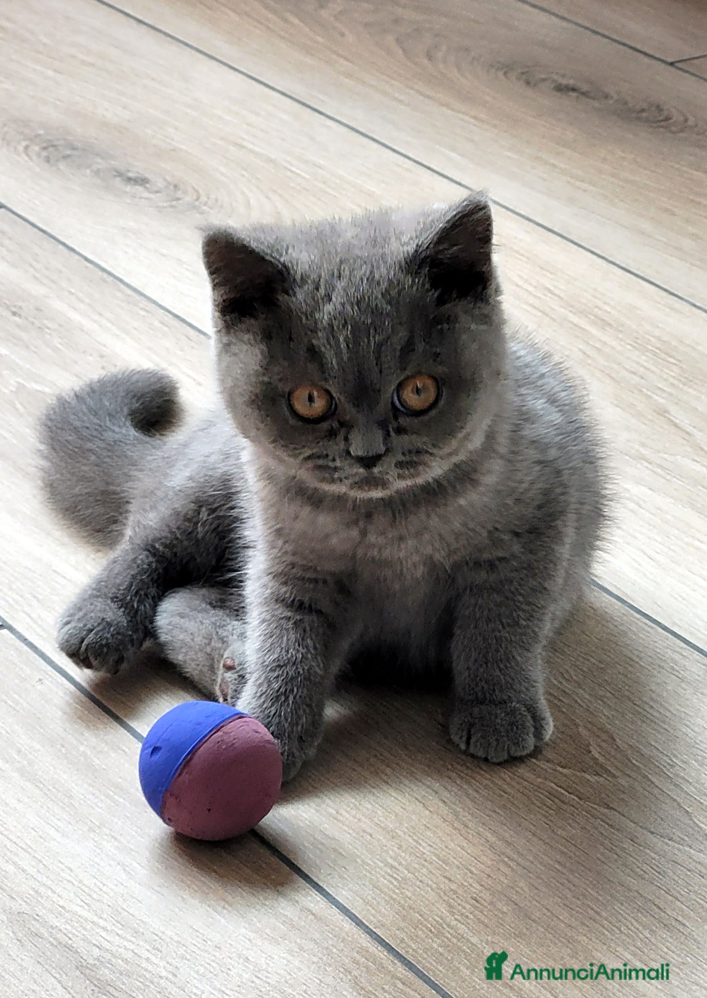 British gatti in vendita: Splendida gattina British Shorthair - Annuncio 1
