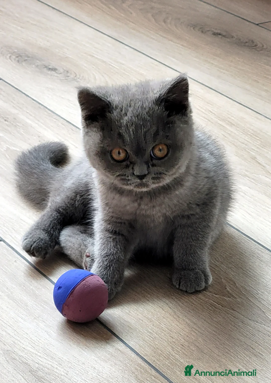 British gatti in vendita: Splendida gattina British Shorthair a Provincia di Trieste - Annuncio 1