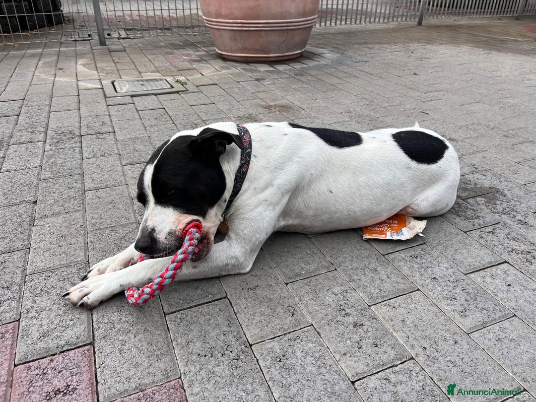 Meticcio cani in regalo: BLACK CERCA CASA - Annuncio 4