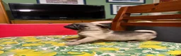 Carlino cani in vendita: Carlini maschi  a Provincia di Monza e della Brianza - Annuncio 5