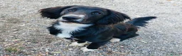 Meticcio cani in regalo: Cucciolo 8 mesi taglia contenuta  - Annuncio 2
