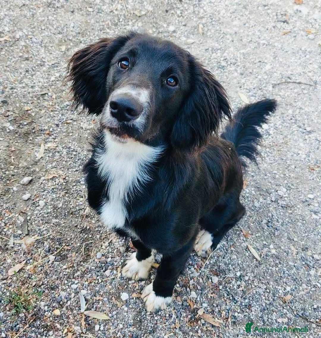 Meticcio cani in regalo: Cucciolo 8 mesi taglia contenuta  - Annuncio 2