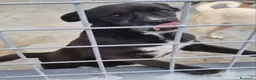 Meticcio cani in regalo: Cloe: nonnina adorabile taglia piccola  - Annuncio 3