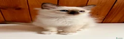 Sacro di Birmania gatti in vendita: Cuccioli di gatto sacro di Birmania  - Annuncio 2