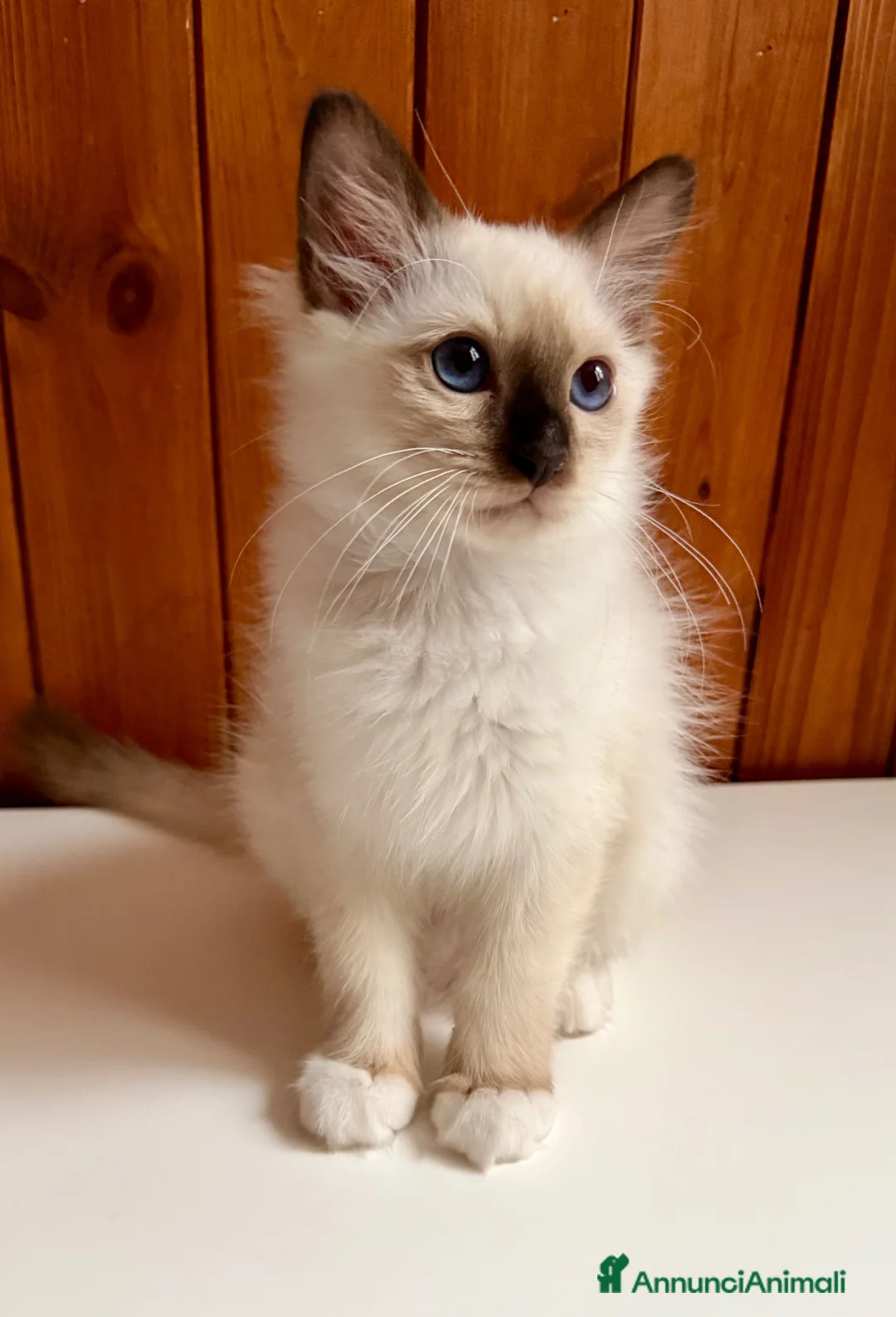 Sacro di Birmania gatti in vendita: Cuccioli di gatto sacro di Birmania  - Annuncio 2