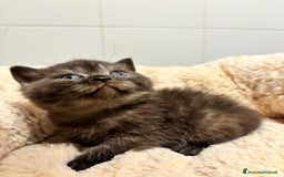 British gatti in vendita: British shorthair  a Provincia di Lodi - Immagine 7