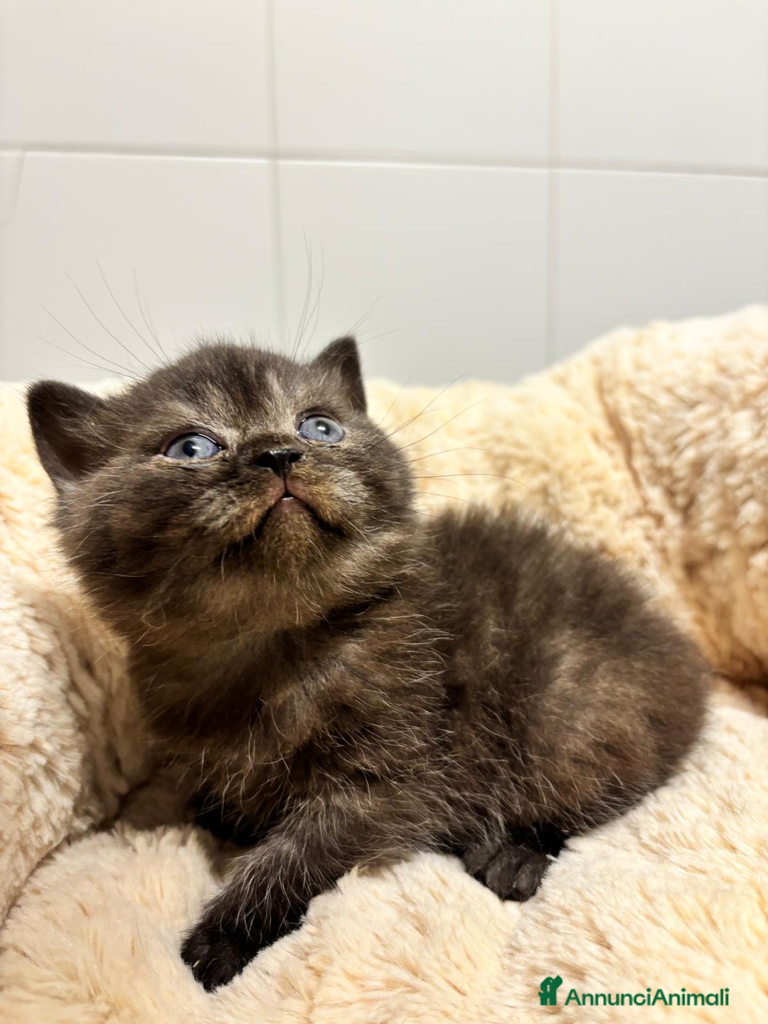 British gatti in vendita: British shorthair  a Provincia di Lodi - Immagine 7