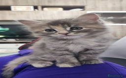 Norvegese gatti in vendita: Cuccioli di Norvegese delle foreste a Città metropolitana di Roma Capitale - Immagine 7