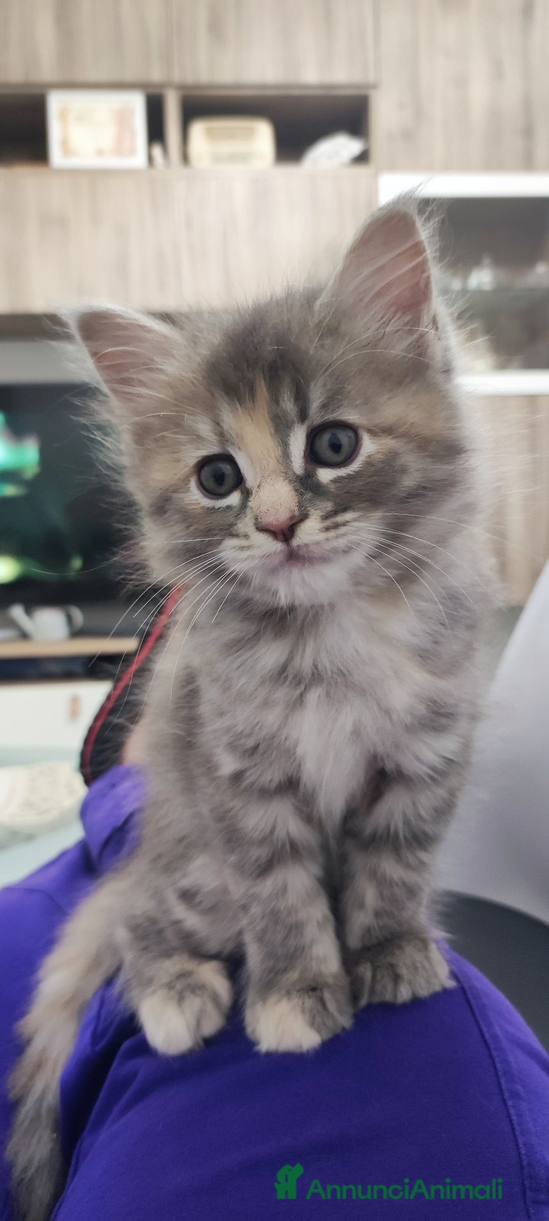 Norvegese gatti in vendita: Cuccioli di Norvegese delle foreste a Città metropolitana di Roma Capitale - Immagine 7