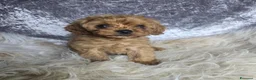 Cavapoo cani in vendita: Cuccioli di F1 Cavapoo a Città metropolitana di Roma Capitale - Annuncio 8