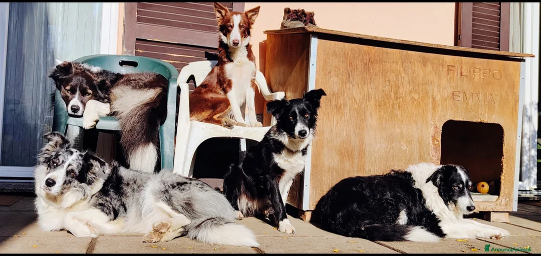 Immagine della galleria {{count}}