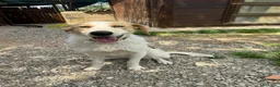 Meticcio cani in regalo: 10mesi kg13 occhi azzurri salita ieri! MILANO URGE - Annuncio 3