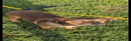 Meticcio cani in regalo: Jordan: cucciolotto taglia contenuta socievole  - Annuncio 6