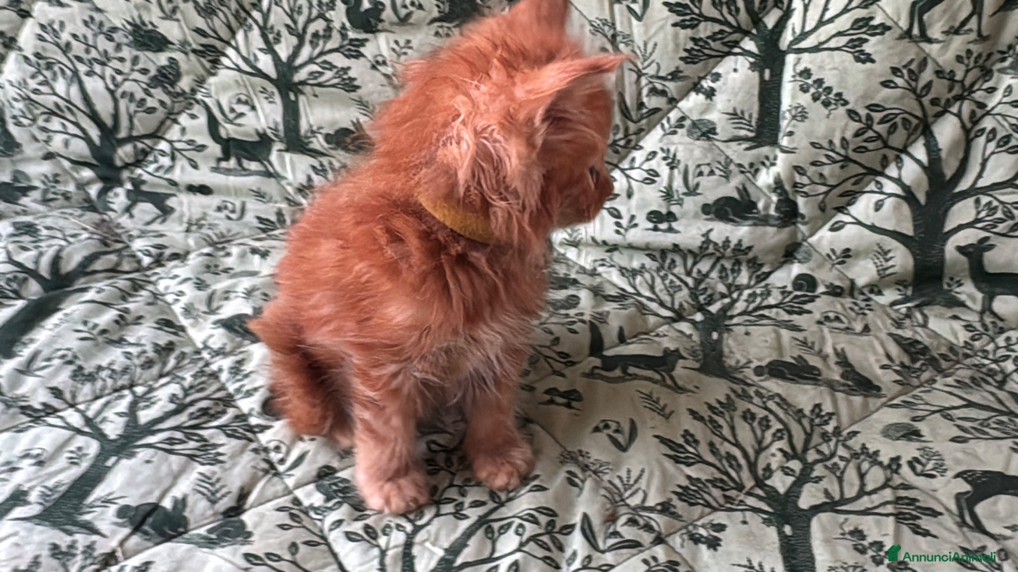 Maine Coon gatti in vendita: Cuccioli di maine coon rossi  - Annuncio 2