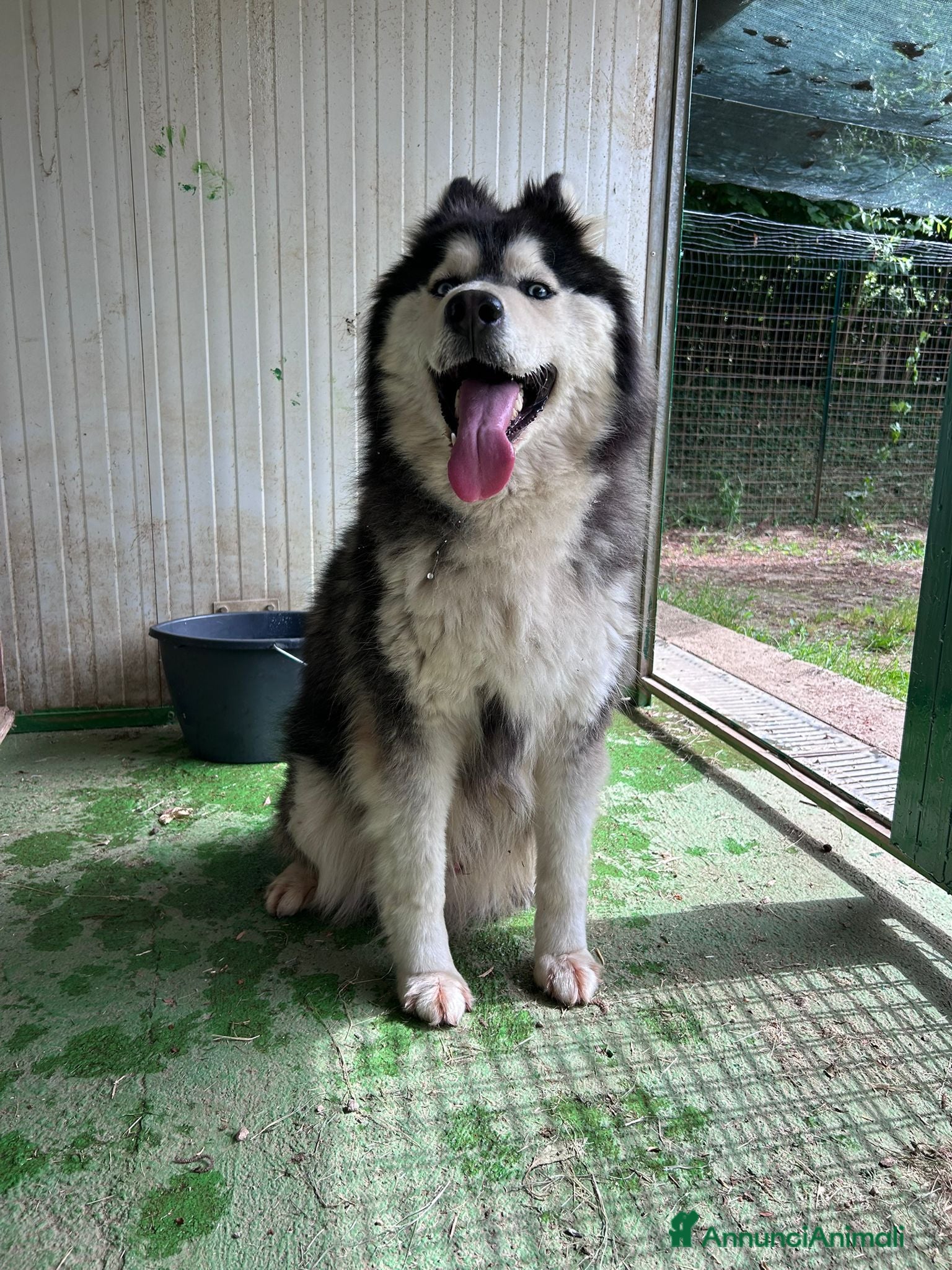 Alaskan Malamute cani in regalo: MALAMUT/HUSKY - Annuncio 1