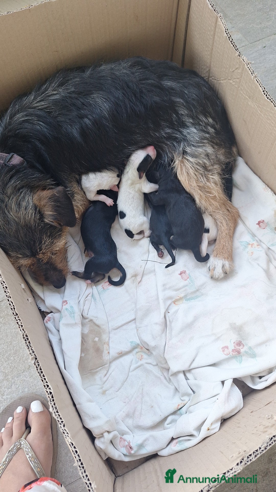Altre razze cani in regalo: Cuccioli cercano casa  - Immagine 9