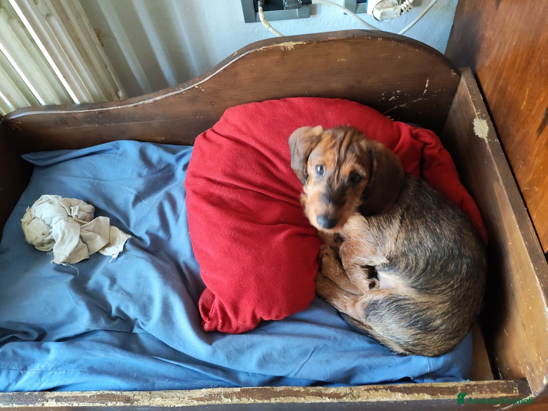 Bassotto cani in vendita: Bassotto pelo duro  - Annuncio 28