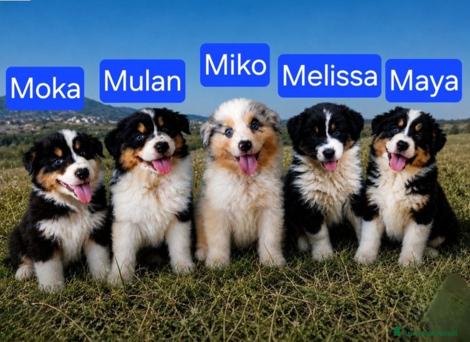 Australian Shepherd cani Australian Shepherd/pastori australiani cuccioli - Annuncio 10