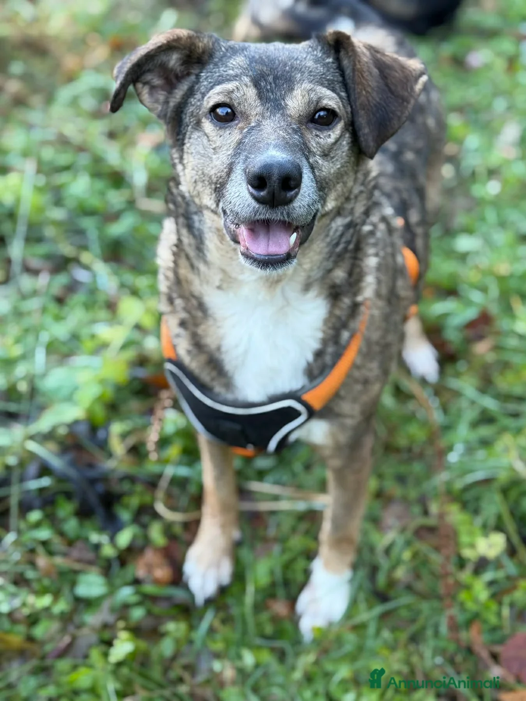 Meticcio cani in regalo: LULU, tenerissima piccoletta cerca famiglia! - Annuncio 5