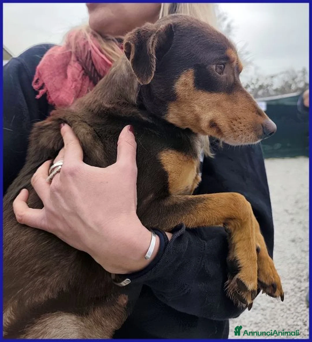 Meticcio cani in regalo: MOU tenerissima piccoletta - Annuncio 8