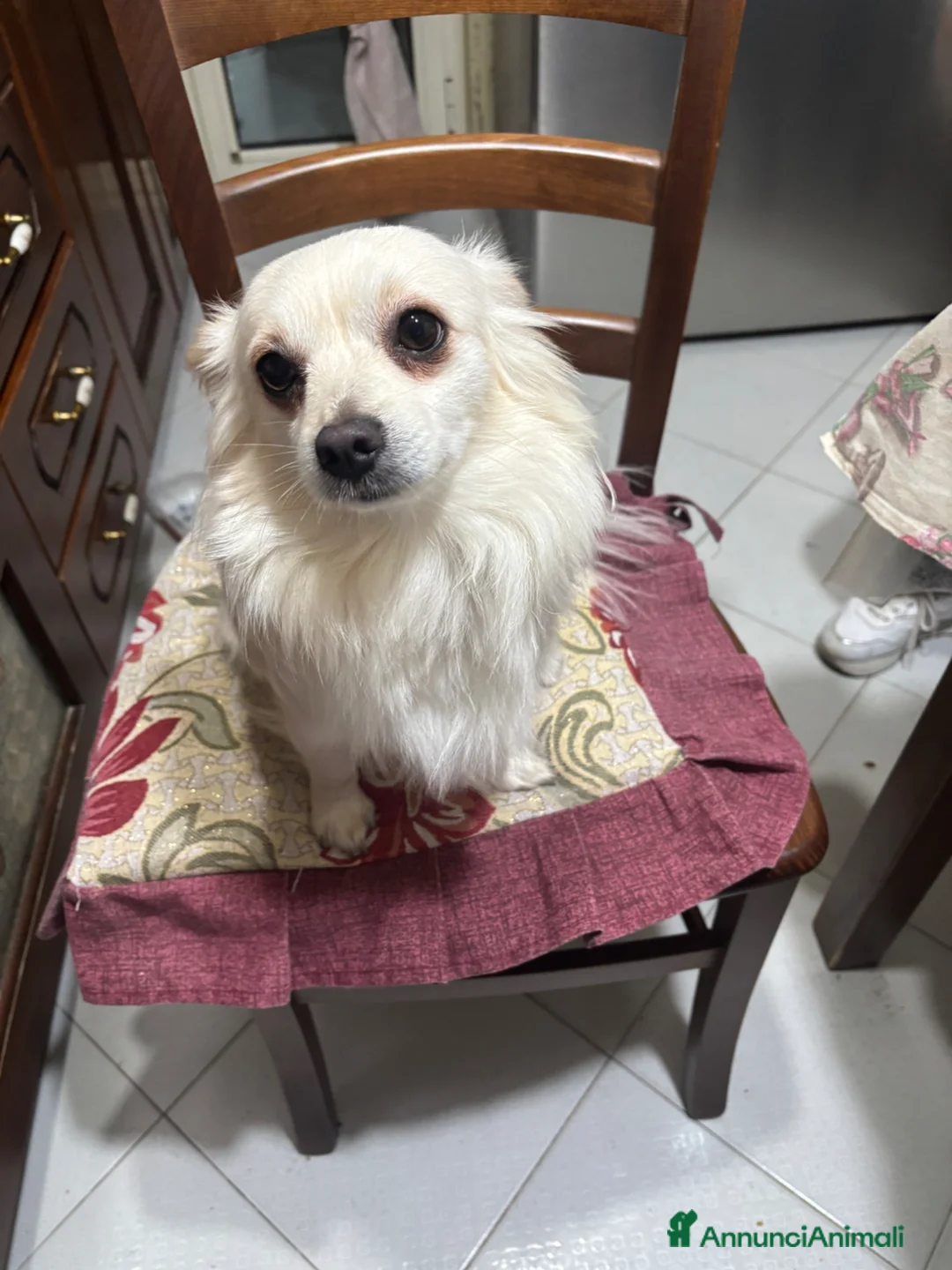 Meticcio cani per accoppiamento: coco cerca fidanzata - Annuncio 2