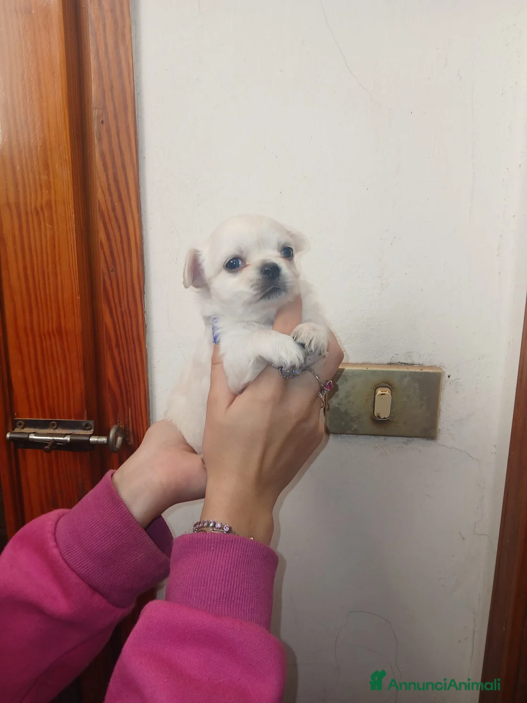 Chihuahua cani in vendita: Cuccioli di chihuahua toy  - Annuncio 6