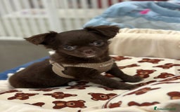 Chihuahua cani in vendita: Chihuahua femmina pelo lungo occhi chiari pedigree a Città Metropolitana di Torino - Immagine 3