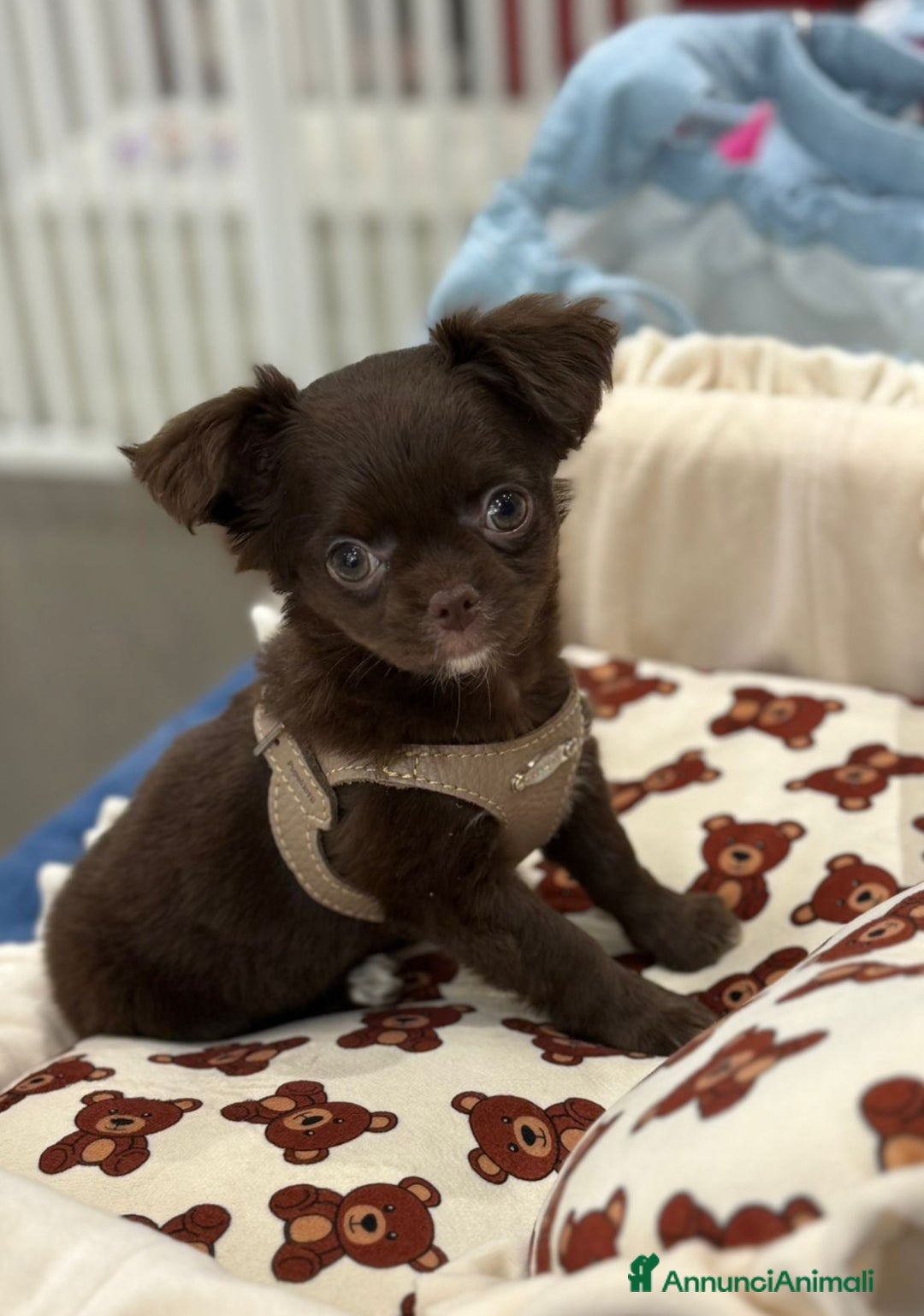 Chihuahua cani in vendita: Chihuahua femmina pelo lungo occhi chiari pedigree a Città Metropolitana di Torino - Immagine 3