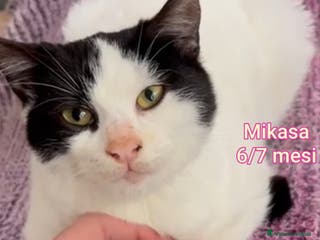 Europeo gatti GATTINI ABBANDONATI: EMERGENZA - Annuncio 9