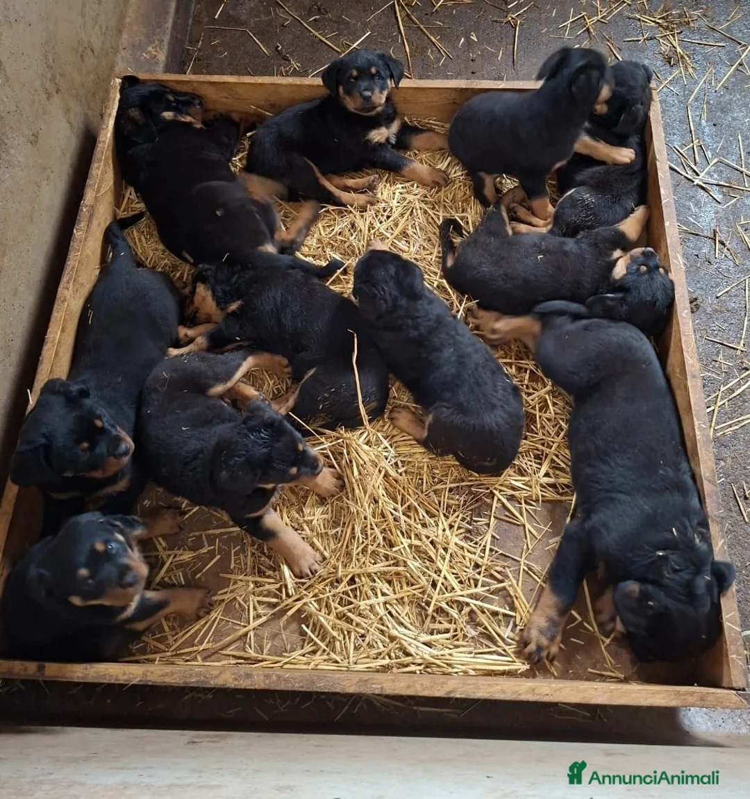 Rottweiler cani in vendita: Cuccioli di Rottweiler  - Annuncio 8