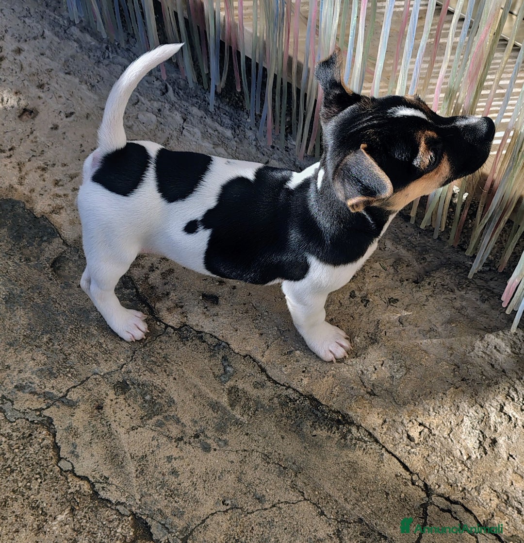 Jack Russell cani in vendita: Cuccioli jack russel  - Annuncio 8