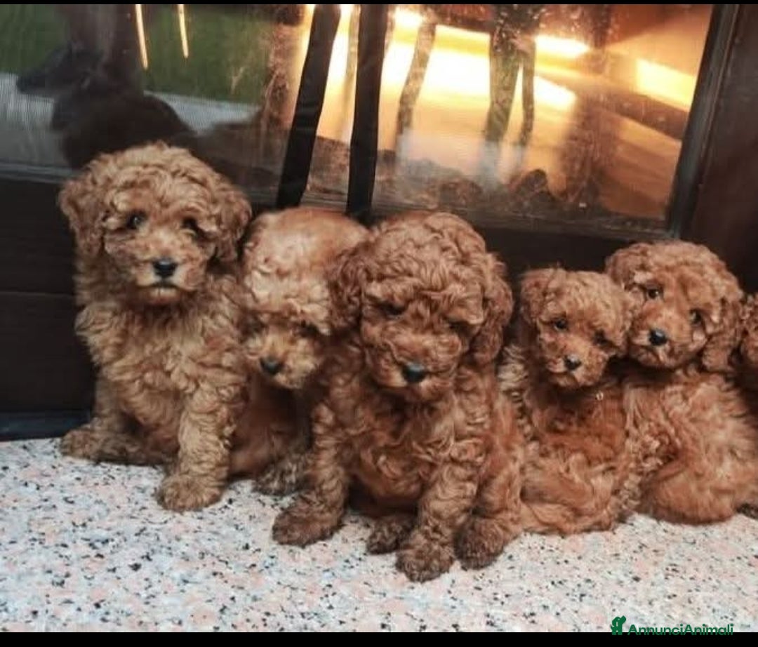 Barboncino cani Barboncino pedigree ENCI  - Annuncio 23