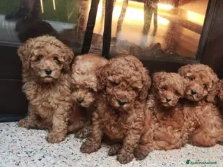 Barboncino cani Barboncino pedigree ENCI - Annuncio 23