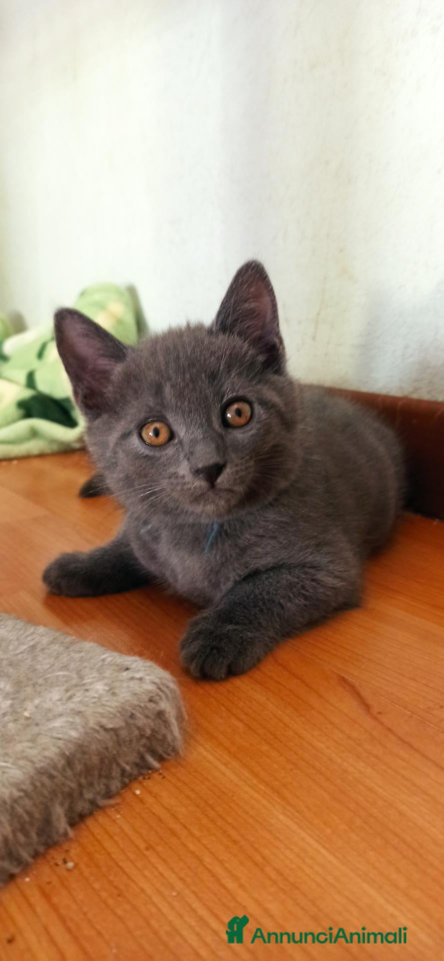 Certosino gatti Certosino - Annuncio 2