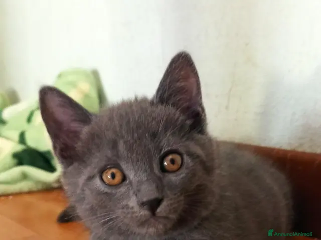 Certosino gatti Certosino - Annuncio 2