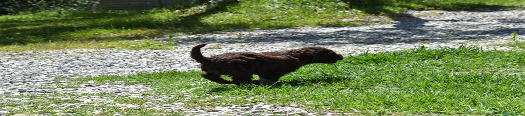 Lagotto Cucciolo 1