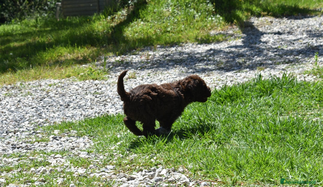 Lagotto cani in vendita: CUCCIOLI DI LAGOTTO ROMAGNOLO – DISPONIBILI SUBITO a Provincia di Pistoia - Immagine 4