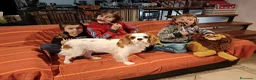 Cavalier King cani in vendita: Cuccioli di Cavalier King con pedigree - Annuncio 11